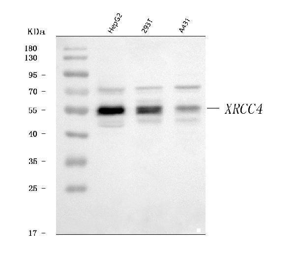  Western blot analysis of XRCC4 using anti-XRCC4 antibody (A00787-2)