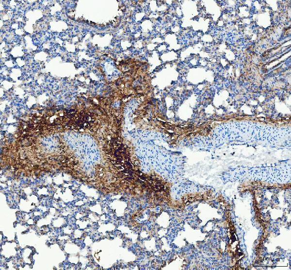 a00788 3 col3a1 primary antibodies ihc testing 7