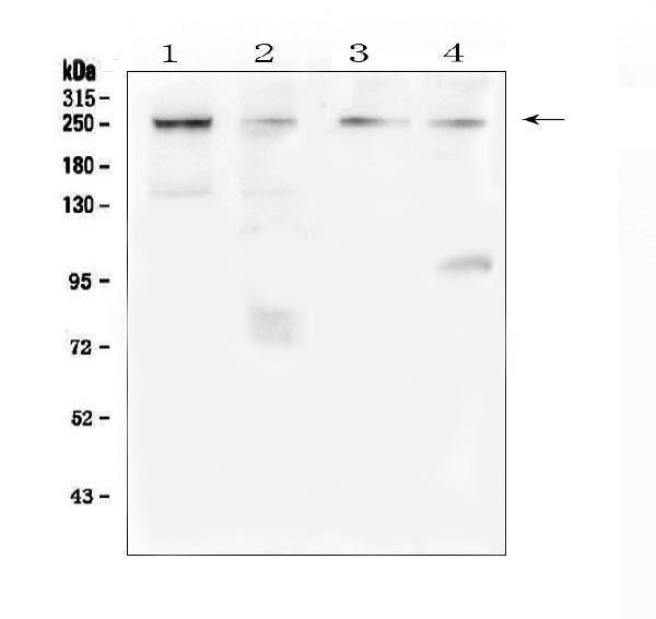 a00789 1 trpm7 primary antibodies wb testing 1