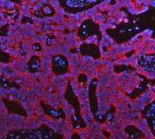 a00791 3 gsk3b primary antibodies if testing 6_1