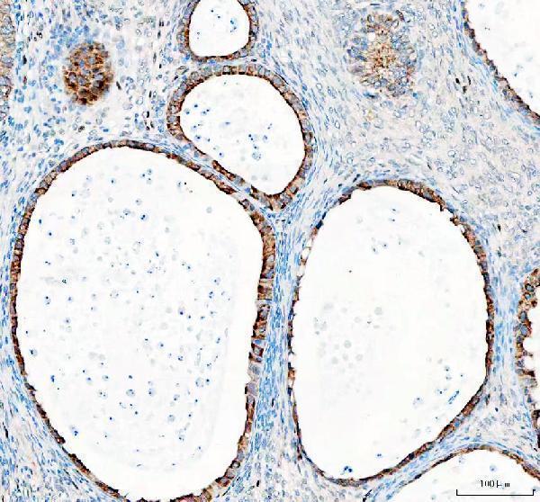 a00791 3 gsk3b primary antibodies ihc testing 3_1