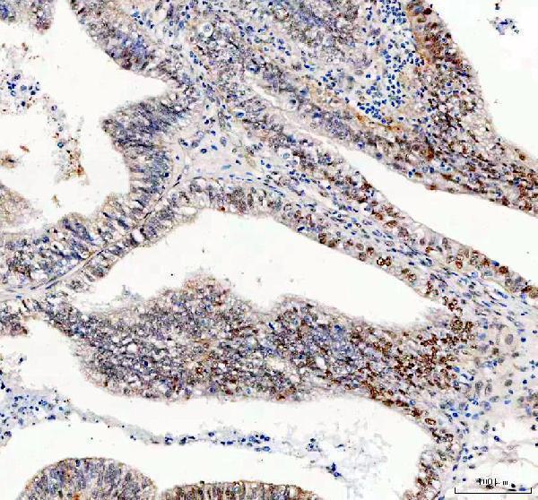 a00791 3 gsk3b primary antibodies ihc testing 4
