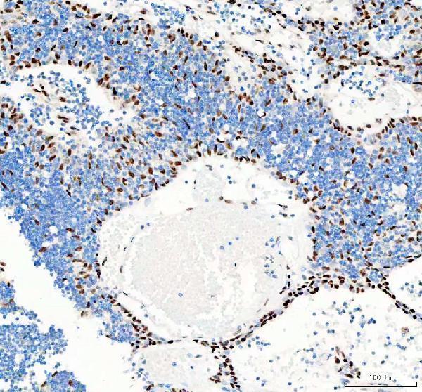 a00791 3 gsk3b primary antibodies ihc testing 5