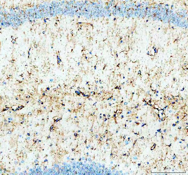 a00791 3 gsk3b primary antibodies ihc testing 6