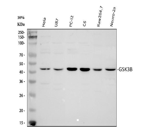  Western blot analysis of GSK3 beta/GSK3B using anti-GSK3 beta/GSK3B antibody (A00791-3)