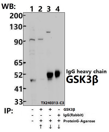 Immunoprecipitation of HepG2 cell lysates using GSK3β pAb (Sepharose Bead Conjugate)#BD0048 (lane 2 and lane 3) and Nonspecific IgG  Control (Sepharose Bead Conjugate)#BD0048 (lane 4) 