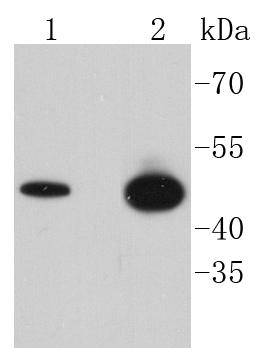 Western blot analysis of Phospho-GSK3 beta(Ser 9) on different lysates using anti-Phospho-GSK3 beta(Ser 9) antibody at 1/1,000 dilution