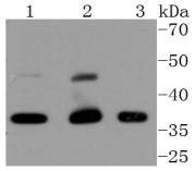 a00794 2 cdk9 primary antiboties wb testing 1