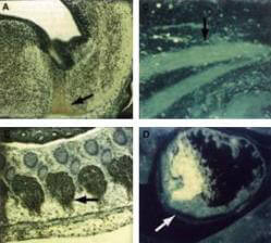 a00794 cdk9 primary antibodies if testing 1_1