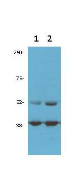 a00794 cdk9 primary antibodies wb testing 2_1