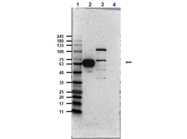 a00794 cdk9 primary antibodies wb testing 3_1