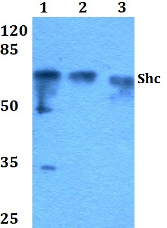 a00796 shc1 primary antiboties wb testing 1