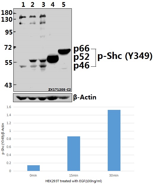 a00796y349 shc1 primary antiboties wb testing 1