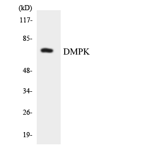 a00797 dmpk primary antibodies wb testing 1
