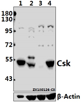 a00799 csk primary antiboties wb testing 1