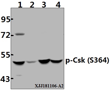 a00799s364 csk primary antiboties wb testing 1