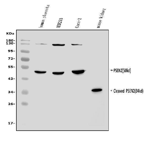 a00800 1 psen2 primary antibodies wb testing 1