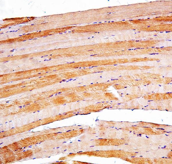 a00800 psen2 primary antibodies ihc testing 6