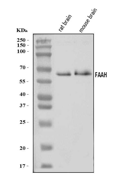  Western blot analysis of FAAH1/FAAH using anti-FAAH1/FAAH antibody (A00801-2)