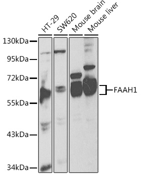 Western blot analysis of extracts of various cell lines, using FAAH11 antibody  at 1:1000 dilution