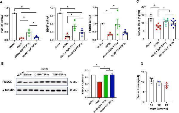 Effect of TIF1γ treatment on myokine expression in the quadricep muscles of db/db mice
