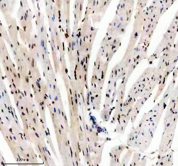 a00803 3 tbx5 primary antibodies ihc testing 3