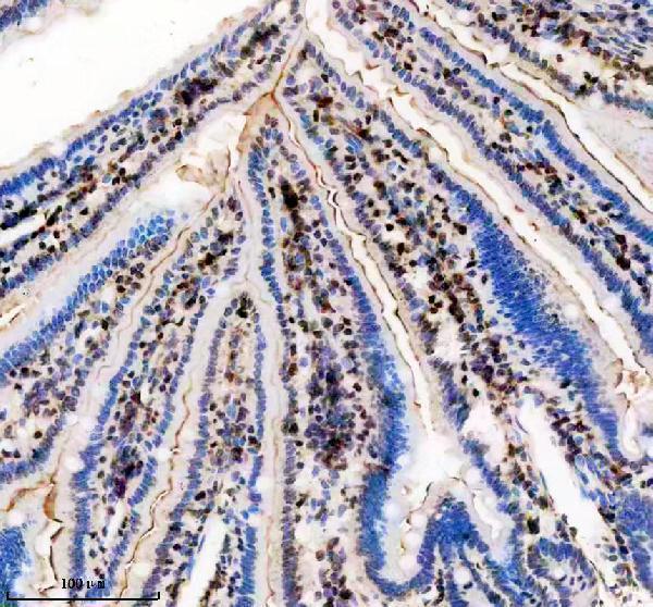 a00803 3 tbx5 primary antibodies ihc testing 5
