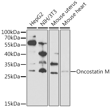 Western blot analysis of extracts of various cell lines, using Oncostatin M Antibody  at 1:1000 dilution