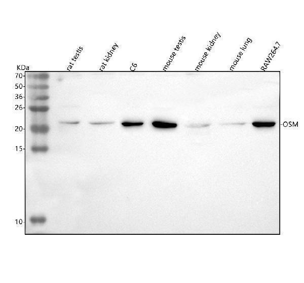  Western blot analysis of Osm using anti-Osm antibody (A00804-3)