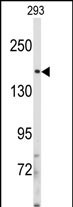 a00805 1 anti irs2 antibody c term wb testing 3