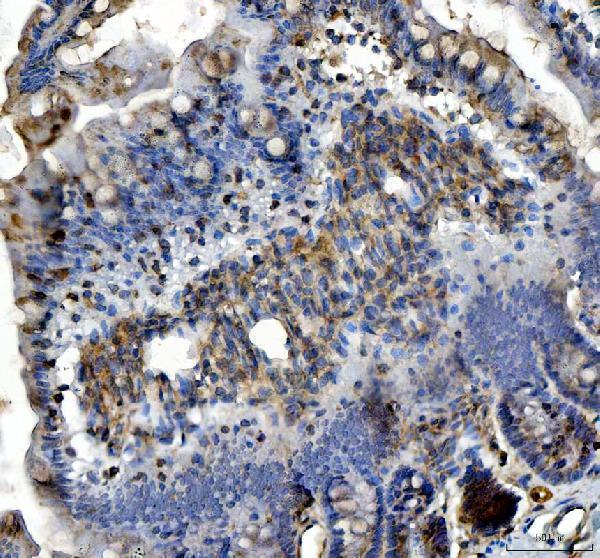a00805 3 irs2 primary antibodies ihc testing 4