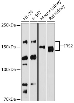 a00805 irs2 primary antiboties wb testing 1