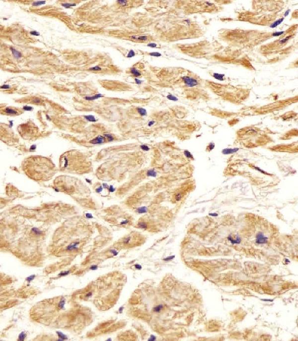 a00806 1 anti nestin antibody s1409 ihc p testing 5