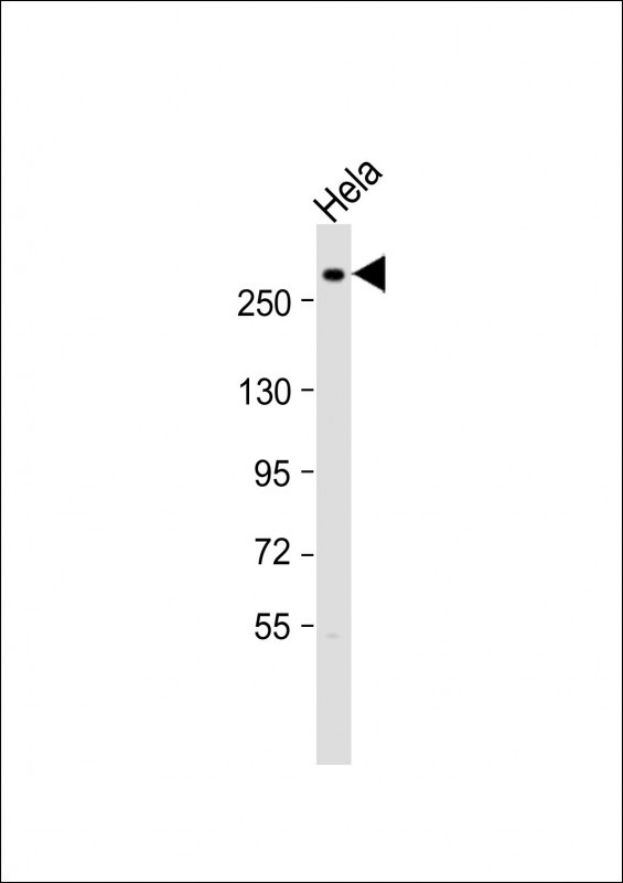 a00806 1 anti nestin antibody s1409 wb testing 4