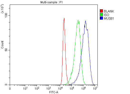  Flow Cytometry analysis of 293T cells using anti-MUS81 antibody (A00810-1)