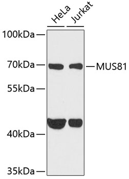 a00810 mus81 primary antiboties wb testing 1