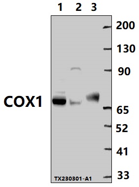 a00811 1 ptgs1 primary antiboties wb testing 1