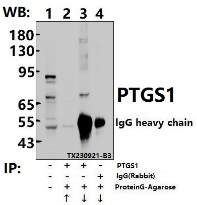 Immunoprecipitation of EC9706 cell lysates using PTGS1 (S585) pAb (Sepharose Bead Conjugate)#BD0048 (lane 2 and lane 3) and Nonspecific IgG  Control (Sepharose Bead Conjugate)#BD0048 (lane 4) 