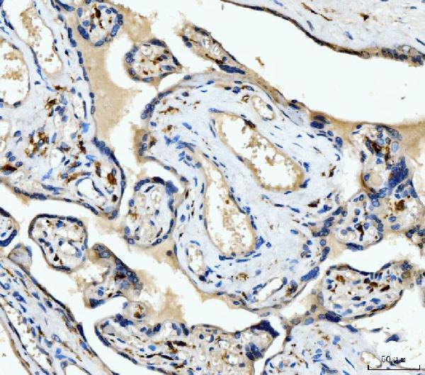 a00812 1 cd163 primary antibodies ihc testing 5