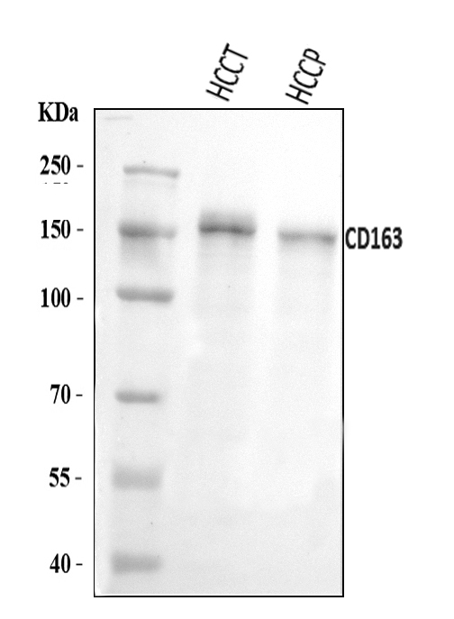  Western blot analysis of CD163 using anti-CD163 antibody (A00812-1)