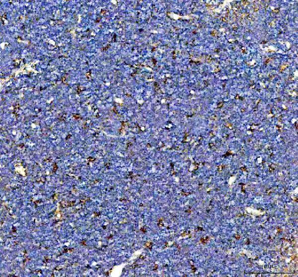 a00812 2 cd163 primary antibodies ihc testing 1