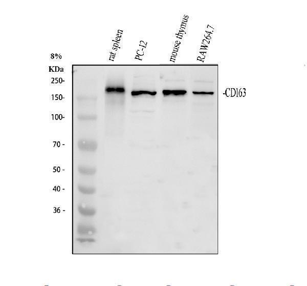 Western blot analysis of Cd163 using anti-Cd163 antibody (A00812-2)
