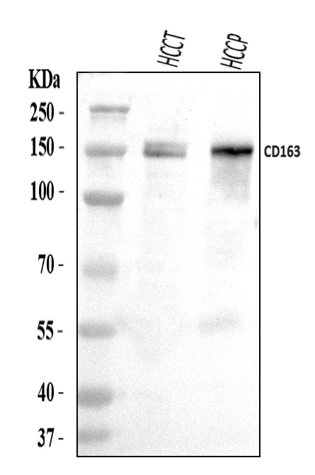  Western blot analysis of CD163 using anti-CD163 antibody (A00812-3)