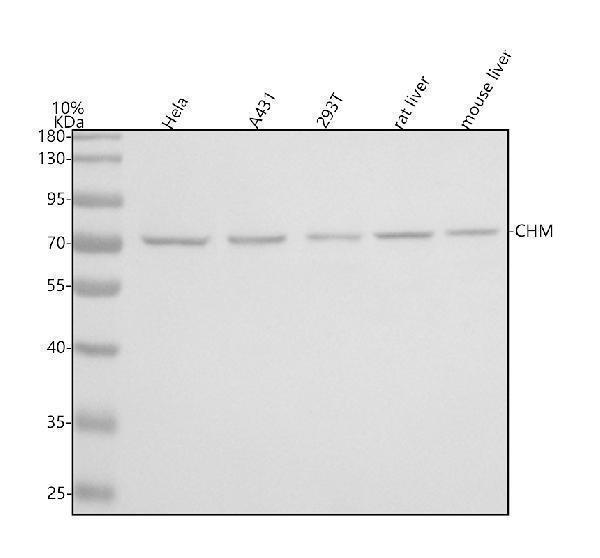 a00814 1 chm primary antibodies wb testing 1