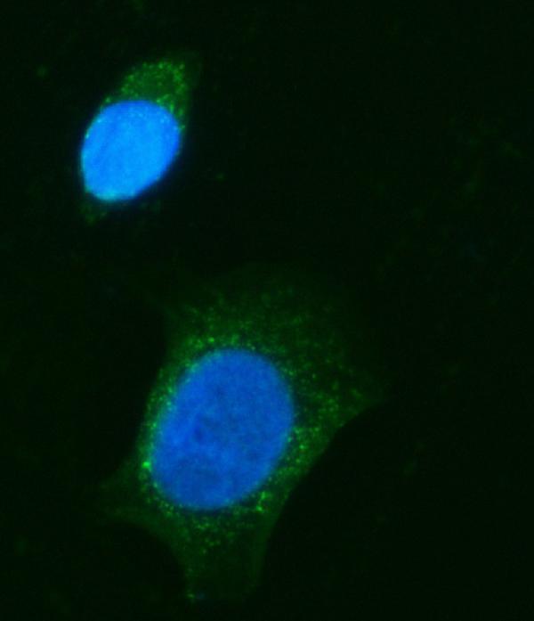 a00814 2 chm primary antibodies if testing 5