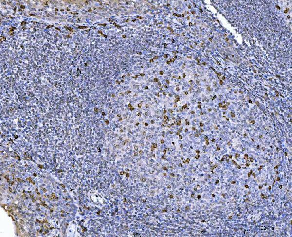 a00814 2 chm primary antibodies ihc testing 4