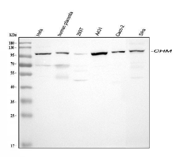 a00814 2 chm primary antibodies wb testing 1_1