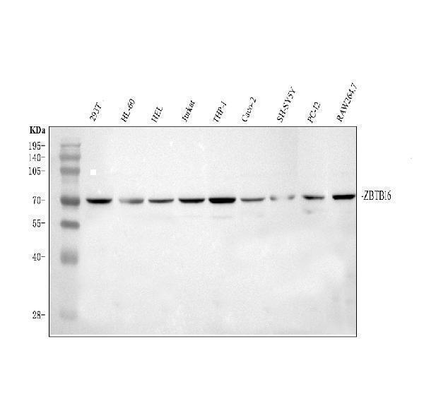 a00817 1 zbtb16 primary antibodies wb testing 1_1
