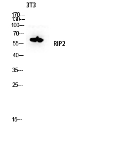 Western blot analysis of 3T3 lysis using RIP2 antibody