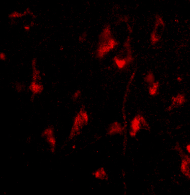Immunofluorescence of ATG12 in Human Brain cells with ATG12 antibody at 20 μg/mL